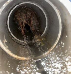 排水管に侵入した木の根